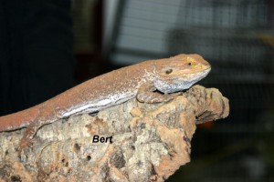 Bert Bartagame