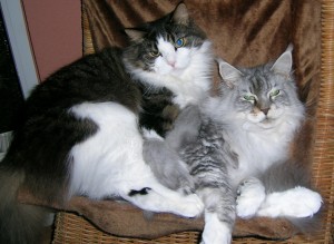 Katzenduo