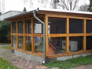 Kaninchen 08