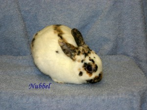 nubbel