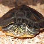 Gelbwangenschmuckschildkröte Biggy