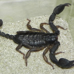 Scorpion