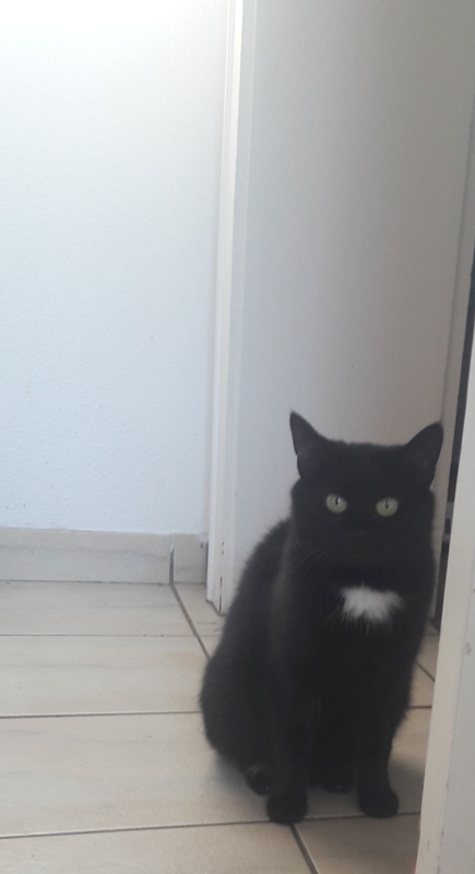 Paten Gesucht Für Unsere Sarotti Tierheim Hilden Ev