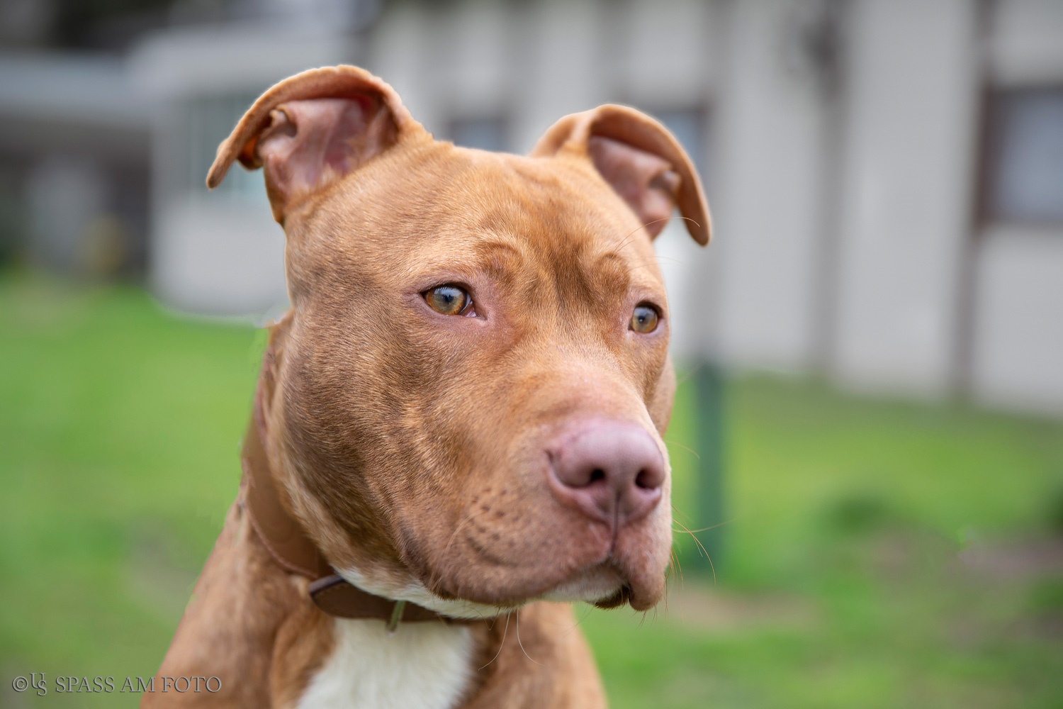 » Hunde Tierheim Hilden e.V.