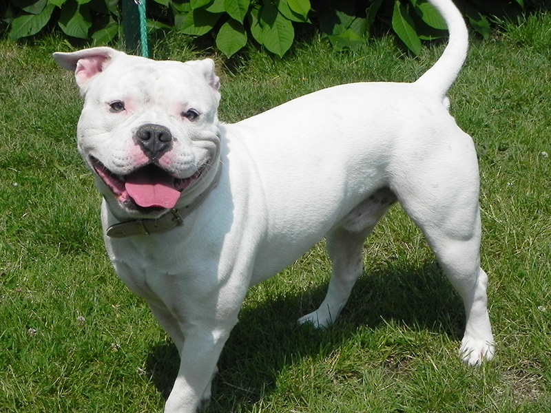 » Hunde Tierheim Hilden e.V.