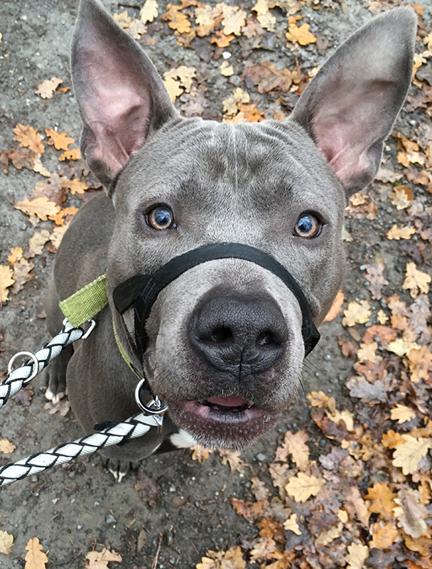 » Hunde Tierheim Hilden e.V.