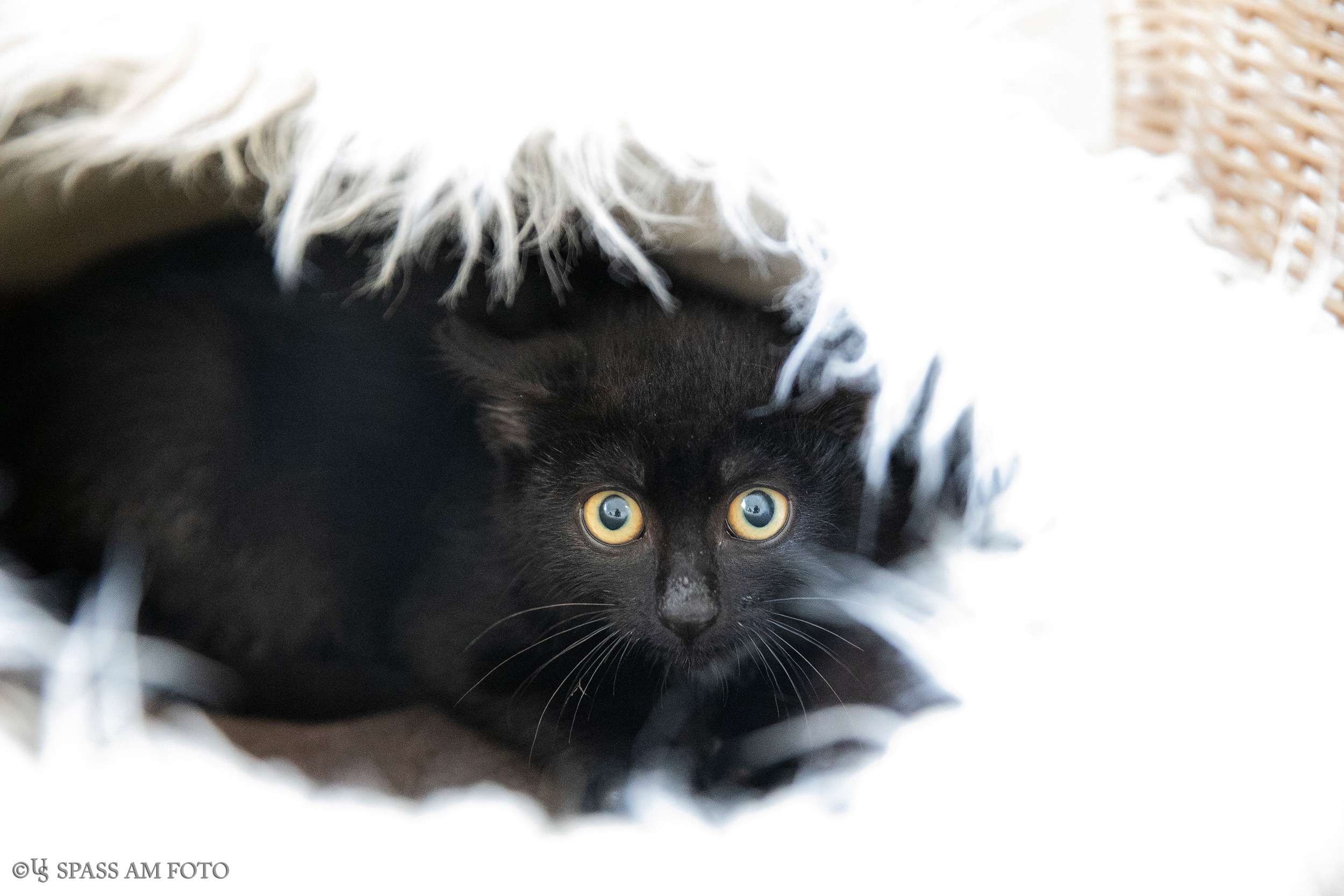 Katzen Tierheim Hilden Ev