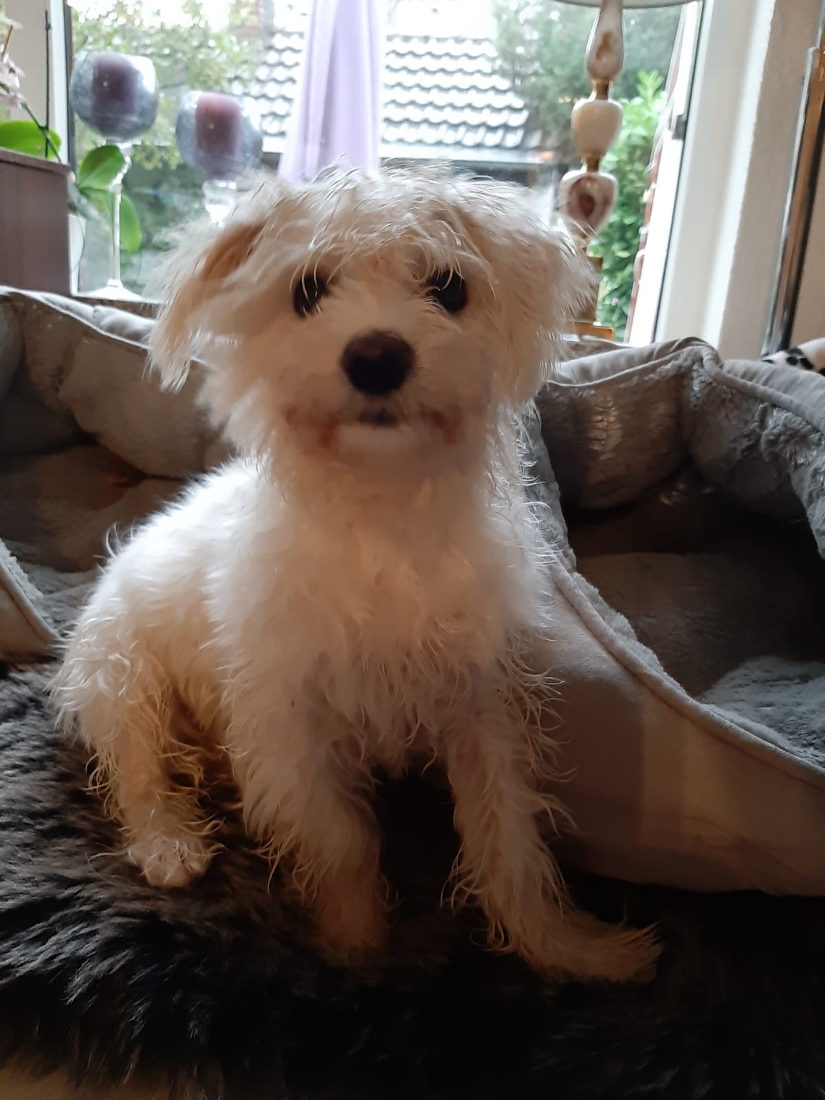 » Hunde Tierheim Hilden e.V.