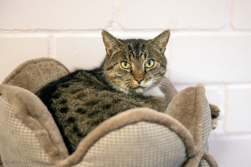Katzen Tierheim Hilden Ev