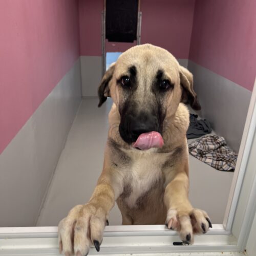 Kyra, Kangal – Tierheim Hilden