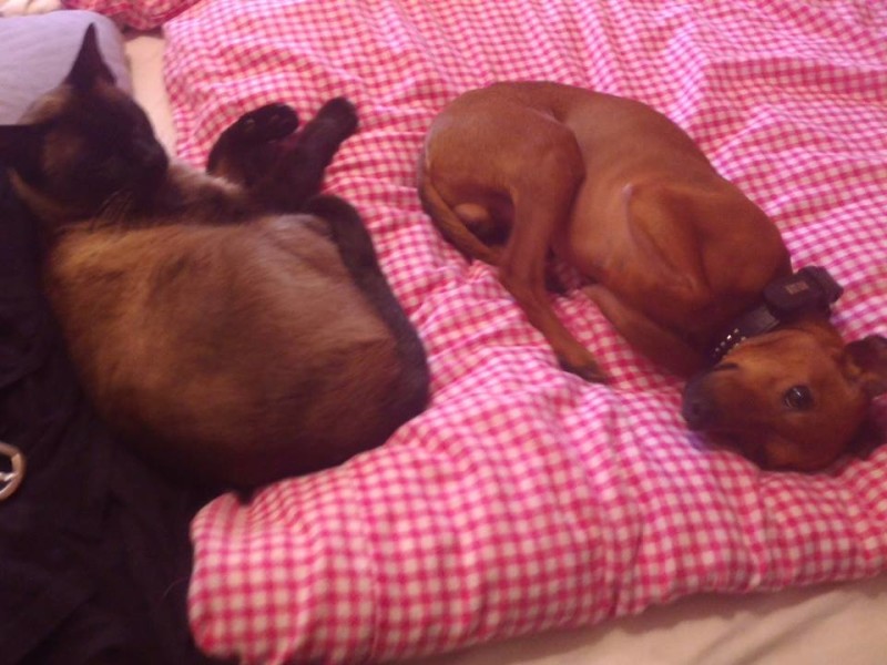 » Jack (ehemals Toto) Tierheim Hilden e.V.
